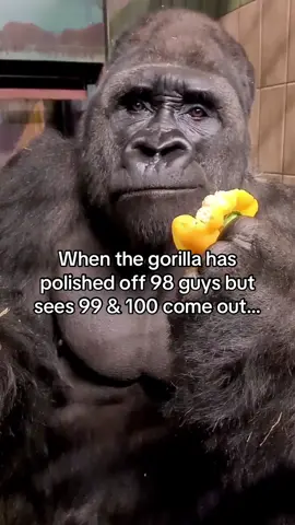 Make the big fella think twice… 👀🦍😐  #gorillavs100men #gorilla #100menvs1gorrila #cricket #englandcricket #crictok 