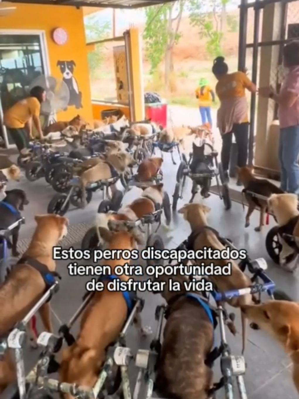 Los animales son increibles #wholesome #animals #animales #mascotas #viral #fyp 