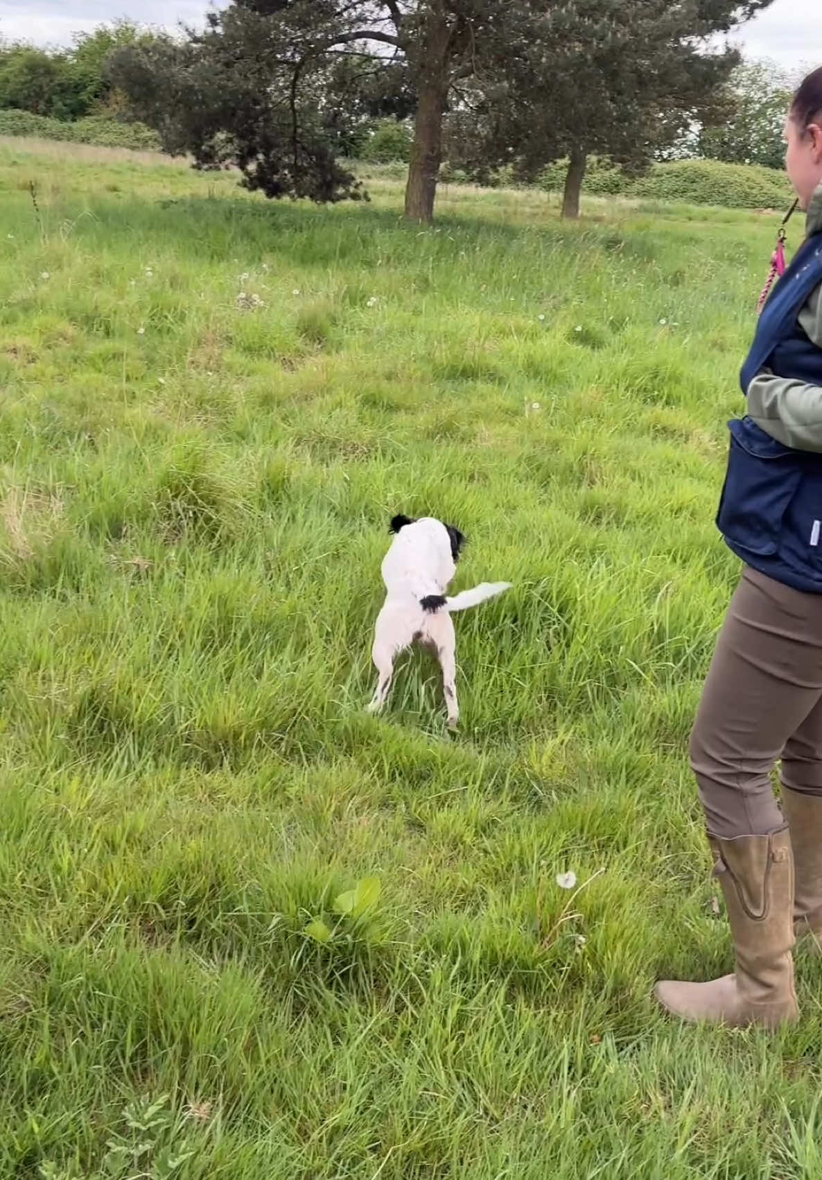 Zooming 🏎️ #englishspringerspaniel #DogTraining #gundogsoftiktok #gundogtrainingoftiktok 