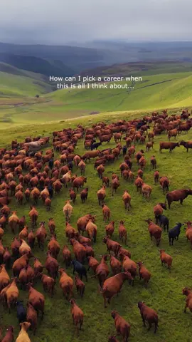 When this all you can think about - it’s a calling, not a career 🤠🐮🐂⛰️☀️ #fairbridge #fairbridgeagri #fairbridgeagri #farming #farmtok #agriculture #ranch #cattle #cattleranch #brangus #cows #farmlife #mountain 