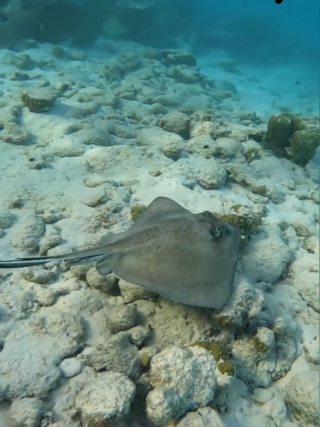 RAYA🌊 LOS RQOUES VENEZUELA 🇻🇪 #playasdevenezuela #criaturasmarinas #especiesmarinas #losroques #losroquesvenezuela🇻🇪 #venezuela #raya #rayas #mar #oceano #peces #fyp #paratii #trip #tiktokk #video #viralll #videoviral #viajes 