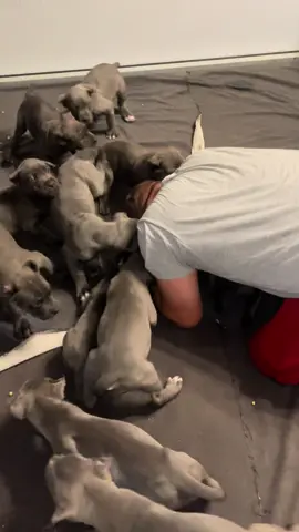 14 Cane corso puppies in one litter now this is the joy that I get with my pups. A man’s best friend is a dog or dogs #dogsoftiktok #canecorsoitaliano #canecorsoforlife #canecorsolovers #fyp #puppy #canecorso #puppytiktok #bigpuppy #puppies #puppyoftheday #cane #bigdog 