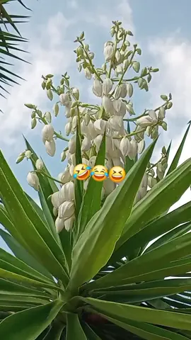 #🤭 😂😂😅