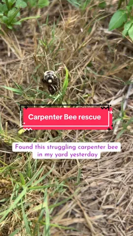 This is actually the second carpenter bee rescue. I’ve done in a few weeks. The first one was Lord Pollenbottom and he didn’t make it through the first night. This guy has more energy so I have hope. ##beerescue##carpenterbee##beephotography##entomology@@The Dodo