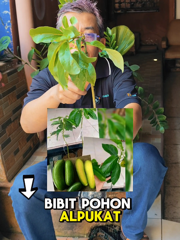 Bibit pohon alpukat tanpa biji hasil okulasi cepat berbuah #bibitalpukat #alpukat #pohonalpukat #buahalpukat #alpukatcepatberbuah #jumathemat 