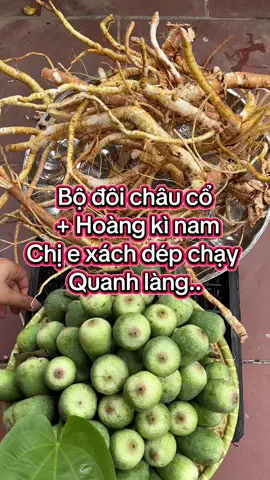 ..(a8.66.0.4.6.6.7.0..) #bothan #xuongkhop #ysl #danongdichthuc #thaoduocquy #thaoduocdantoc #nuirung # @0866(046)670 #