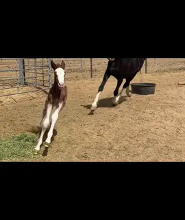 New man on campus! 36 hours old and having his first romp! I swear they always go over the bridge! #foal #foalingseason