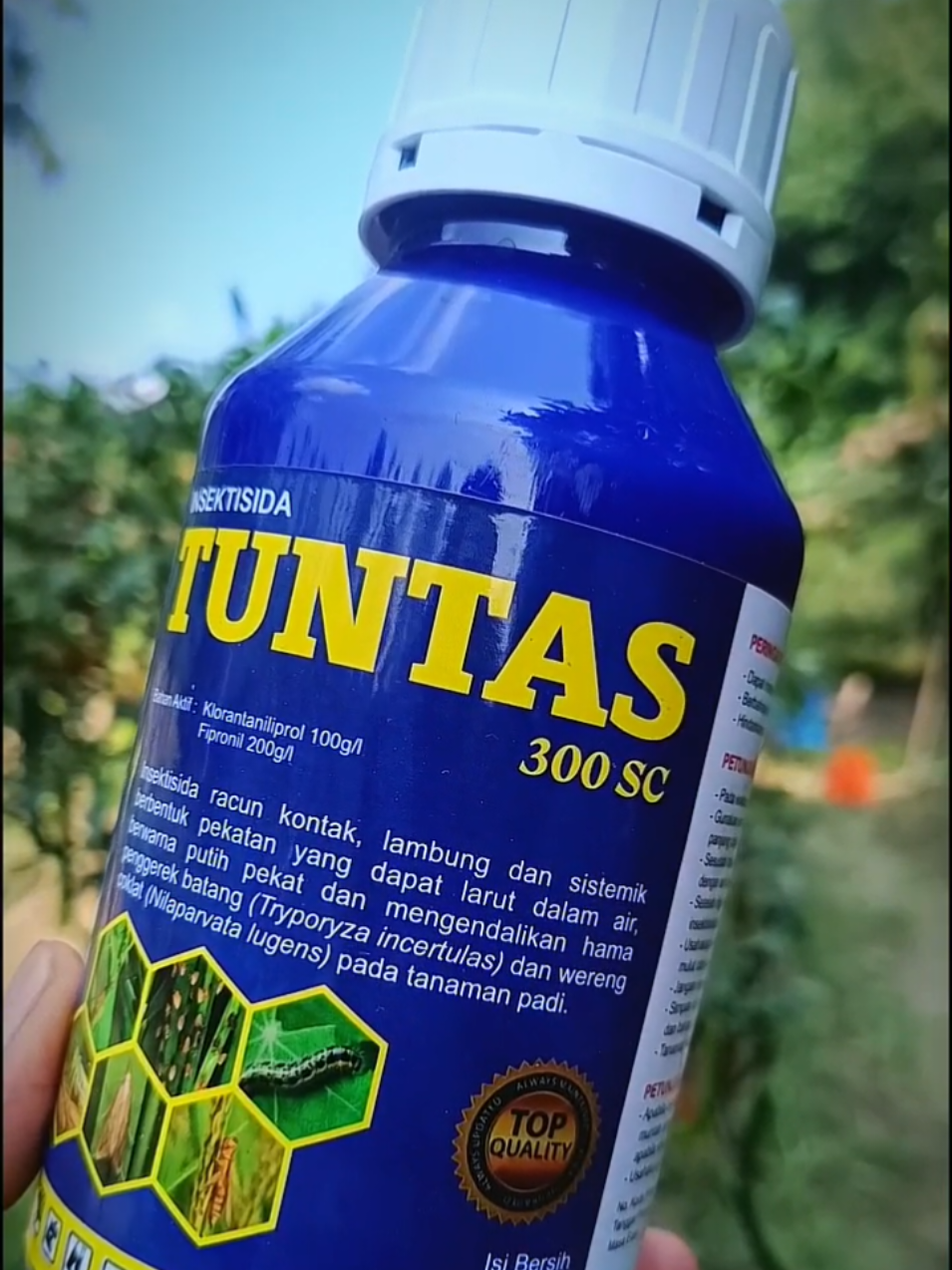 TUNTAS 300SC, insektisida sistemik andalan petani cerdas! Dengan kombinasi Klorantraniliprol 200g/l dan Fipronil 100g/l, TUNTAS 300SC bekerja cepat dan efektif masuk ke jaringan tanaman, memberikan perlindungan menyeluruh dari akar hingga daun. #insektisida  #tuntas300sc  #insektisidasistemik  #rekomendasiinsektisida  #pembasmilalatbuah 