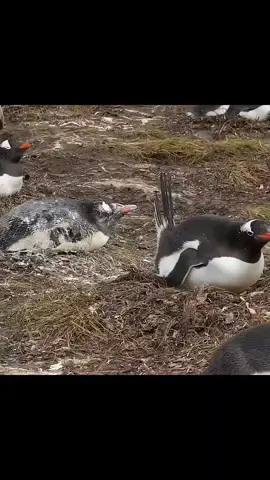 Animals farts #animals #fart #penguin #hyena #nature #wildlife #fy #fyp 