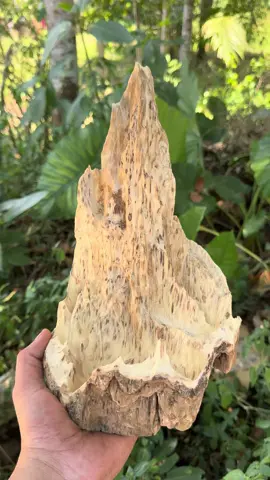 #canh #tramhuong #tramhuongvietnam #tramhuongtunhien #tramhuongtunhienquangnam 