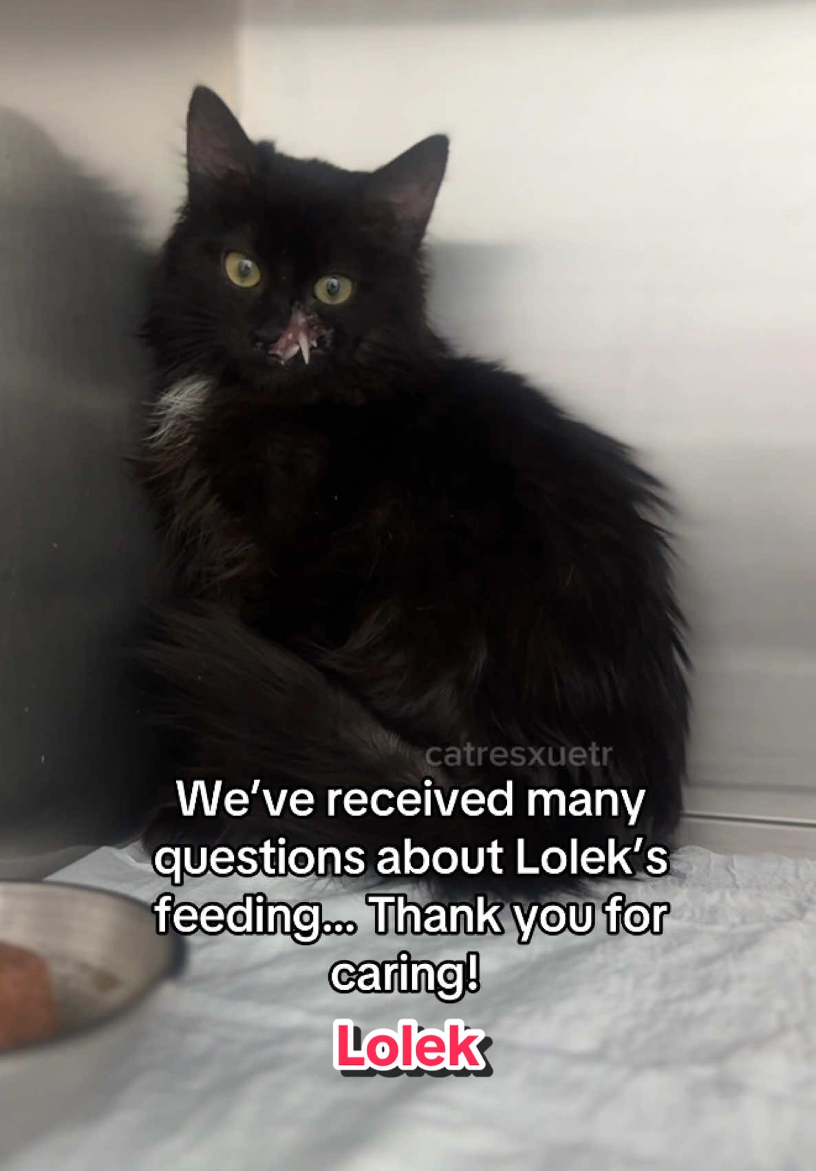 Lolek’s journey reminds us why we keep rescuing - every life matters 🥺❤️ #catsoftiktok #animallovers #kittensoftiktok 