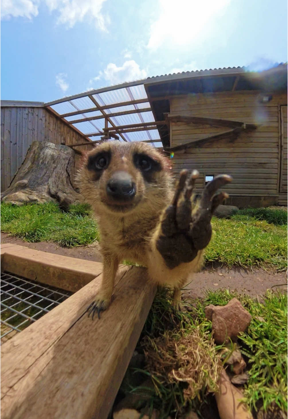 Meerkat VS Camera 📸 🐾 #crealy #devonthemepark #meerkat 