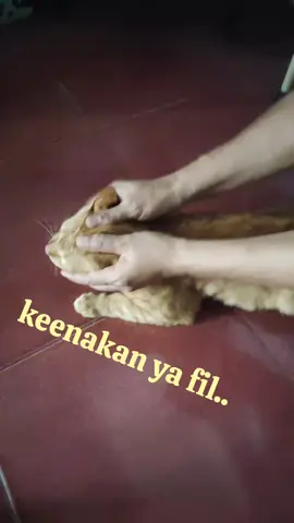 Garfil banyak membawa crita dari Tangsel sampai Semarang Alhamdulillah sampai sekarang kamu selalu menemani kita sehat2 ya GARFIL si Orange yg dibuangsayang #fypシ゚viral  #catlover #berkahselalu🤲😇💕 