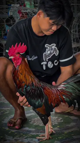 Conn cưngg,emmm ơiii…😊📌🐓🌾#Sumgàđiều✅🐓🌾 #gàđáđồngtháp #gàbông #gàchiến #gàđámiềntây #66đồngtháp #xuhuongtiktok 