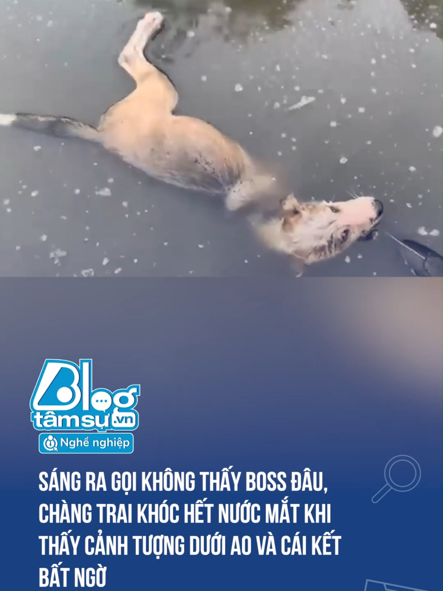 Sáng ra gọi không thấy Boss đâu, chàng trai khóc hết nước mắt khi thấy cảnh tượng dưới ao và cái kết bất ngờ   #tqdshni #btsmedia #socialnews #social #trending #khampha #khamphathegioi #chuyenlacothat #funnyvideos #funny #chuyenla #chuyenlathegioi #dongvat #thegioidongvat #dongvathoangda #hientuongla