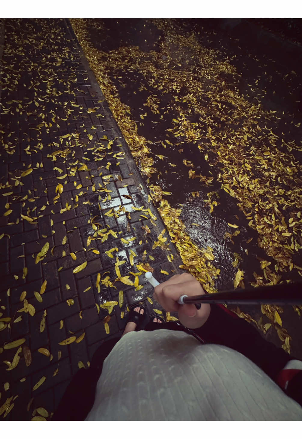 “mùa thu lá vàng rơi🍂” 