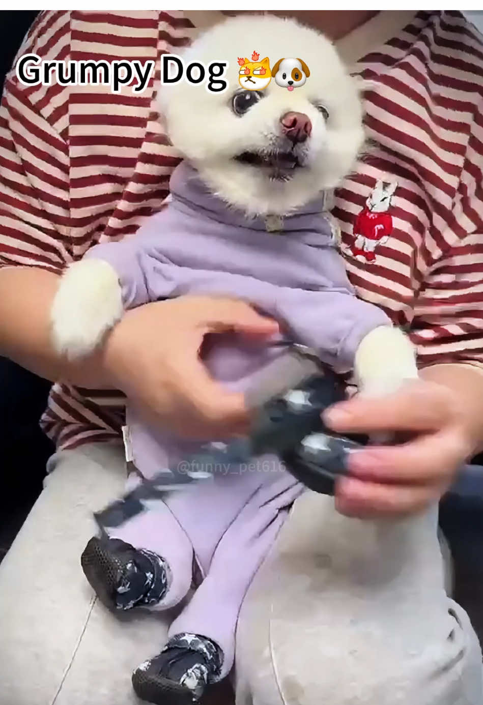 Grumpy dog 🐶 😂#fyp #dog #funny #funnydog #funnyanimals #pet #dogsoftiktok #dogsoftiktok 