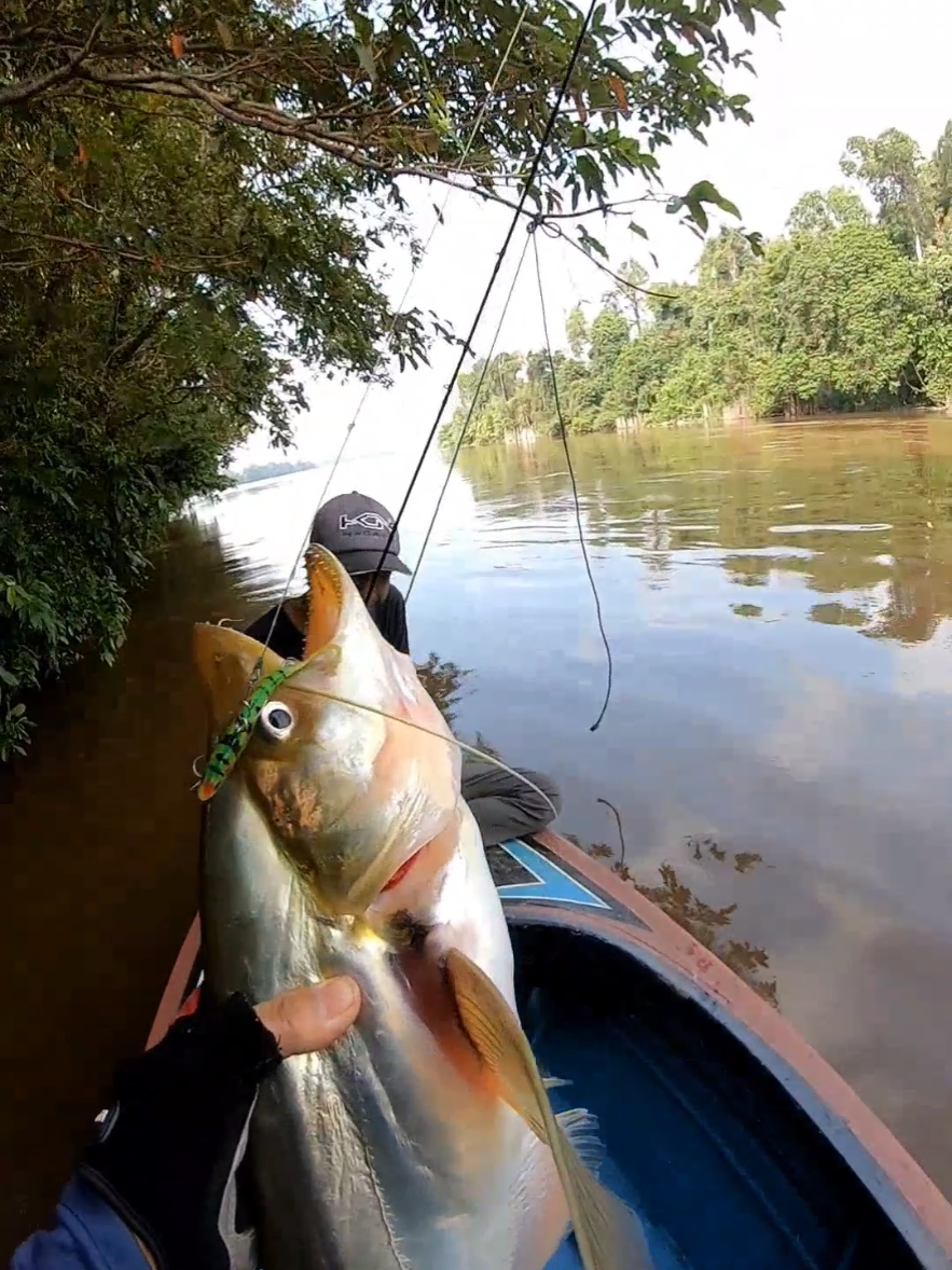 mancing lais tembiring di sungai Kapuas kalbar#mancing #fishing #ikan #zerekfishtrap23 