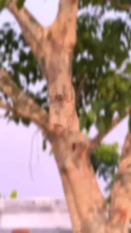 #লুঙ্গিতেই শান্তি#trending #tiktok #vairal_video_tiktok #mdferosegemar #celebritysrylist 