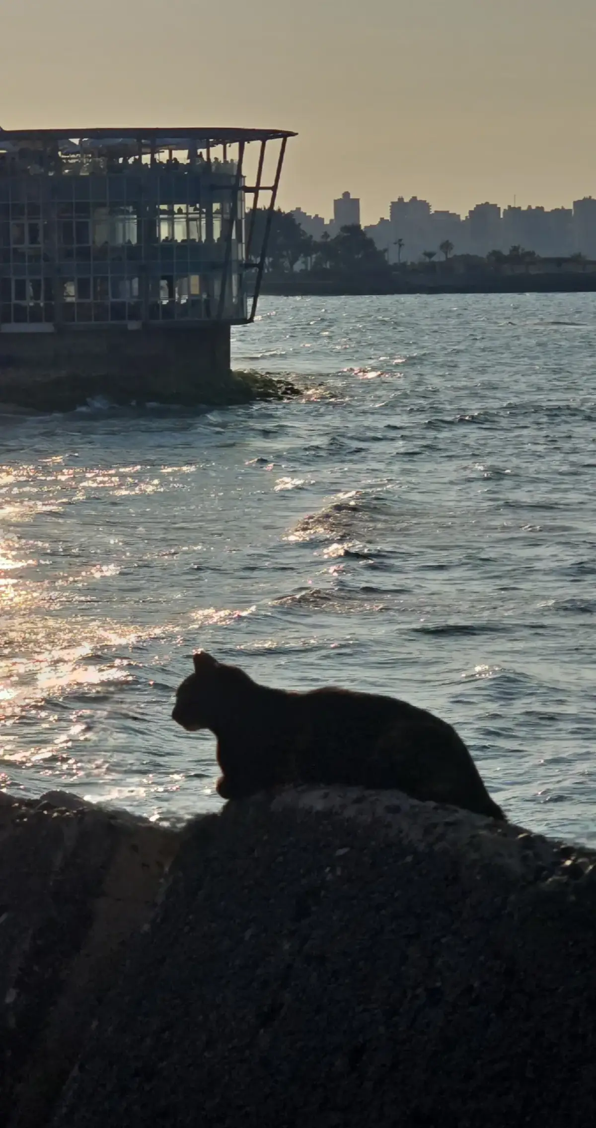 #cinematic #photography #photographic #cinema #egypt #alexandria #الاسكندرية #film #filmgrain #fyp #sea #cats 