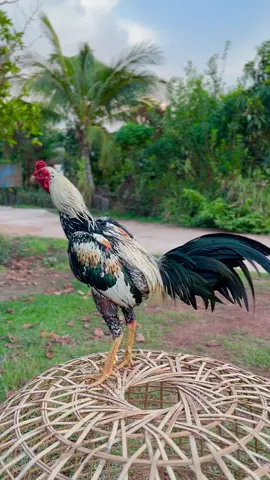 🐥💸#ซุ้มสมรภูมิฟาร์ม #เปิดการมองเห็น #ไก่ชน #อุบลหวานมากกกก❤️‍🔥🤫 #fyppppppppppppppppppppppp 