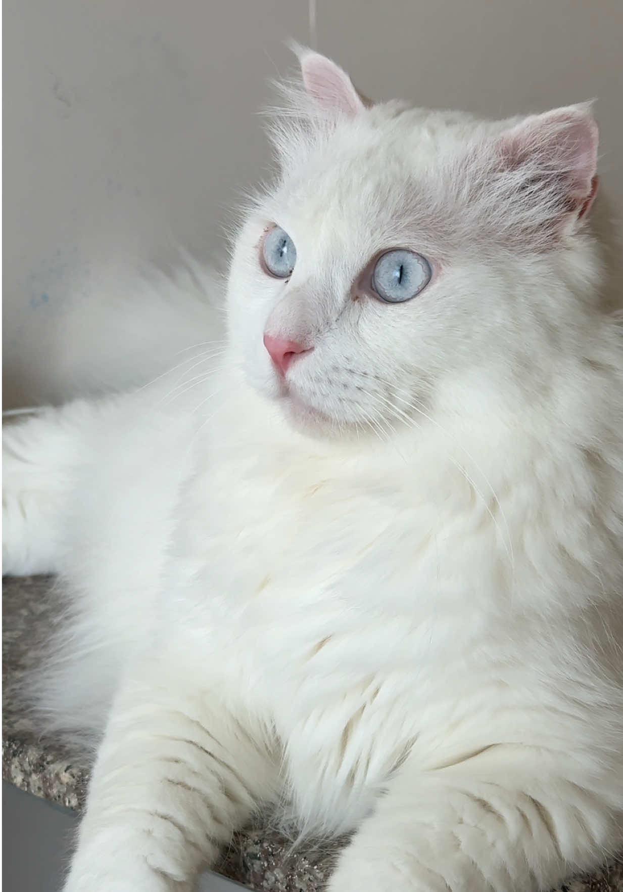 Ảnh cuốn quá à (@Sofia Vi ) #meodeptrai #cat #catblueeyes #blueeyes #britishlonghair #meoanhlongdai #meomatxanh #catsoftiktok #catslovers #catsofsofiavi 