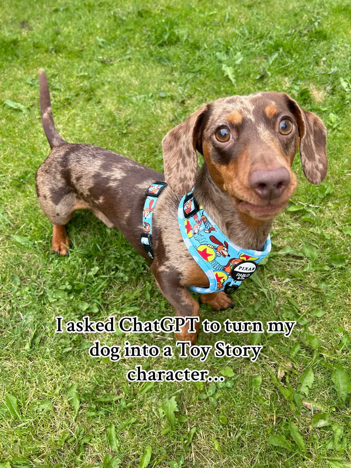 #dachshund #minidachshund #PetsOfTikTok #pets #fyp #cutedog #sausagedog #viral #weinerdog #dappledachshund #dogs #dogtok #Scotland #petsontiktok #trending #funny #funnydog #toystory #woodytoystory #cowboyhat #pixar #chatgpt #chatgpthack #chatgptprompts #ai #aidog #disney #disneymovie #pixarmovie #disneyai #disneytiktok 