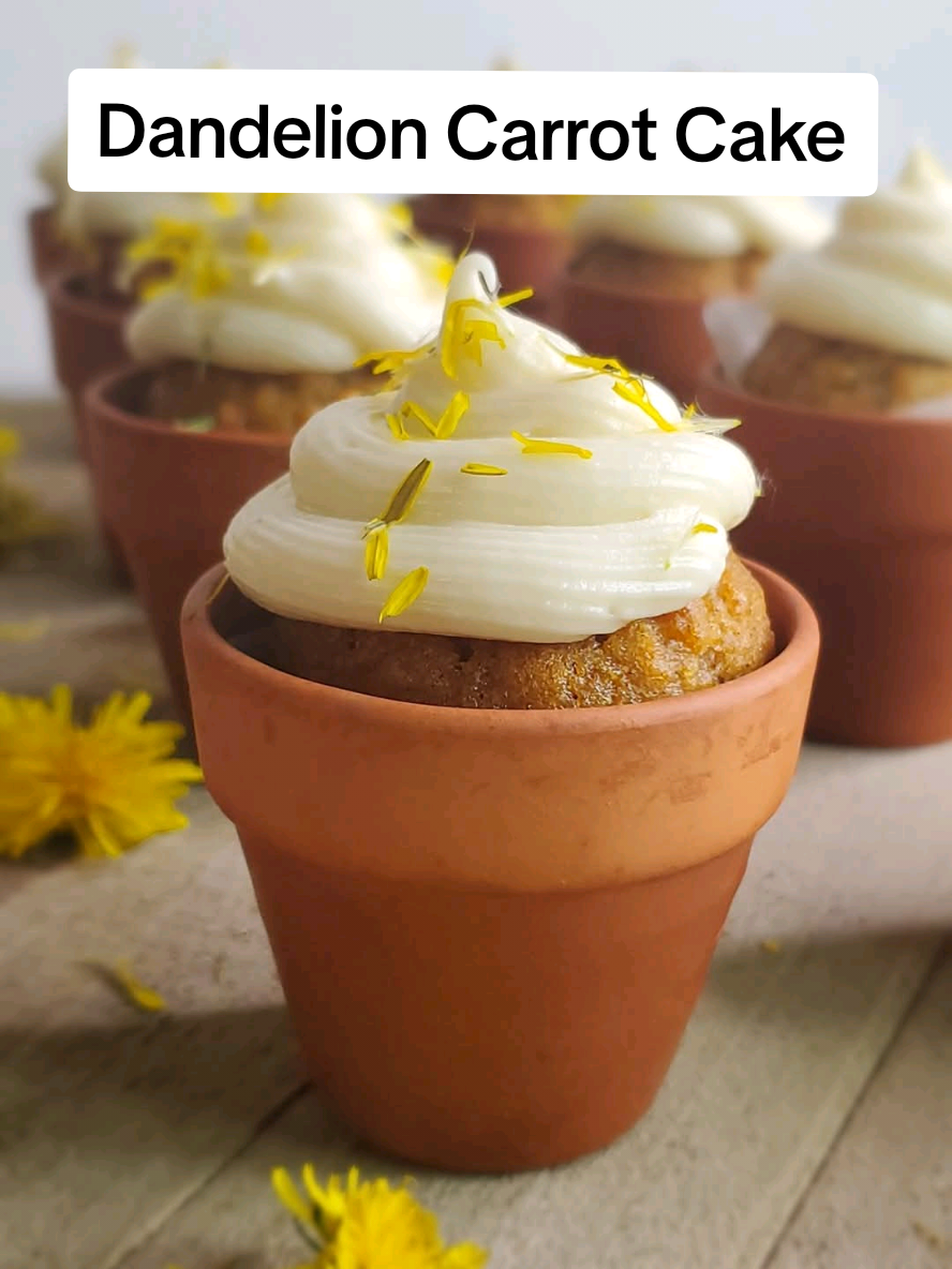Dandelion Carrot Cake 🥕 Here is the recipe below @Jazzy 😊 You can bake these in a regular  size muffin tin. If you use terracotta pots just make sure they are seasoned.  Ingredients: 2 c peeled and grated carrots 1 c all-purpose flour 3/4th c granulated sugar 1/2 c dandelion flower petals 1/2 c vegetable oil 2 eggs 1 tsp cinnamon 1/2 tsp baking soda 1/2 tsp baking powder 1/4th tsp sea salt Cream Cheese Frosting: 2 c powdered sugar 4 oz cream cheese softened 3 TB butter softened 1 tsp vanilla dandelion flower petals for decorating (optional) Instructions:  After you have picked your dandelions, remove the petals from the head with kitchen sheers. We will only be using the petals for this recipe. Soak in a mix of 3 parts water and 1 part vinegar for 5-10 minutes. Drain of the water, rinse and dab dry with a paper towel. I even gave mine a gentle squeeze before laying out on a paper towel to air dry.  After you have prepared your dandelion petals. Preheat your oven to 350 degrees. I lined 10 preseasoned 2-inch clay flower pots and 1 preseasoned 3.5-inch clay terracotta pot with parchment paper and filled them 1/4th inch from the top. This recipe is also enough to fill one regular 12-cup muffin pan lined with paper. In a mixing bowl cream together the eggs, sugar, and oil with a wire whisk or hand mixer. Add in the grated carrots and the rest of the dry ingredients. Folding in the dandelion petals at the very end. Use a 1/3rd cup measure to scoop the batter into the muffin tins or fill the preseasoned flower pots 3/4th full. Bake for 20-25 minutes or until they have formed a nice dome on the top and a toothpick comes out clean. Allow them to completely cool before frosting. To make the frosting with a hand held mixer cream together the softened cream cheese, butter, and vanilla. Gradually mix in the powdered sugar until its thick enough to keep its shape when decorating.  #dandelions #baking #carrotcake #carrotcakerecipe #bakingwithdandelions #terracotta #bakinginterracotta #springbaking #dandelion #edibleflowers 