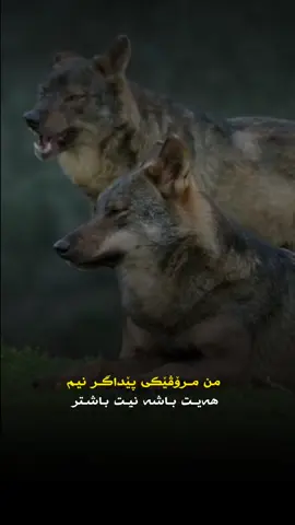 #blackwsha 