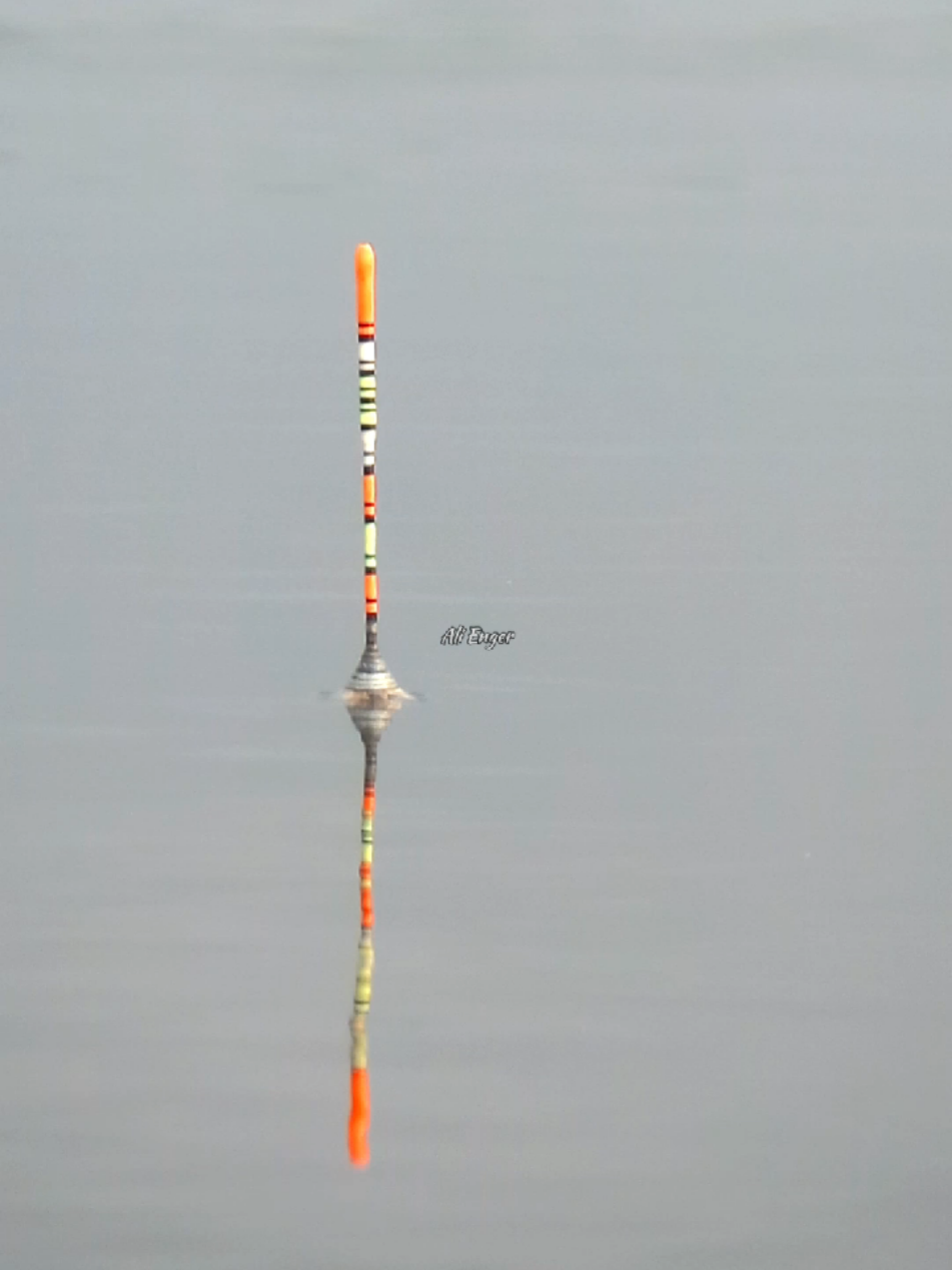 Baru di lempar pelampung langsung ngetrik. #fishing #mancing #mancingliar #nyobok #nila #lumut #shorts #fyp 