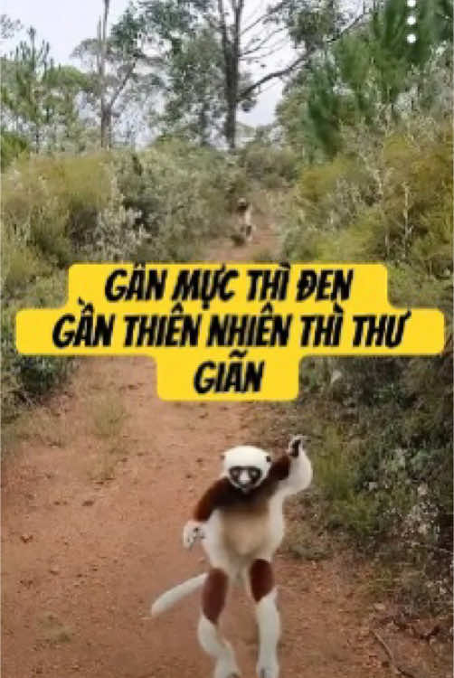 Gần mực thì đen gần thiên nhiên thì thư giãn.#xuhuong #xuhuongtiktok #trending #trend #fyp 