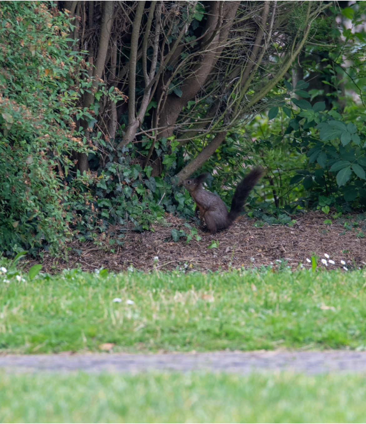 🐿 Timidi, anzi timidissimi… Sono gli scoiattoli che abitano il Parco: piccoli esploratori silenziosi, si muovono tra i rami e le foglie, sfuggenti ma curiosi. Chi ha la pazienza di aspettare – e la fortuna di incrociarli – scopre uno degli incontri più teneri e discreti del Giardino. 🌳 Un motivo in più per camminare piano, osservare con attenzione, lasciarsi sorprendere. 📸 Hai mai fotografato uno scoiattolo al Parco? Tagga #parcosigurtà e raccontaci il tuo momento!