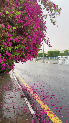 #الطايف_الان .. ☔️ #الطائف 
