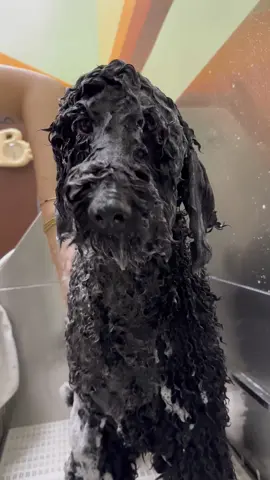 Is there anything cuter than a wet poodle? #standardpoodle #doglover #doggroomer