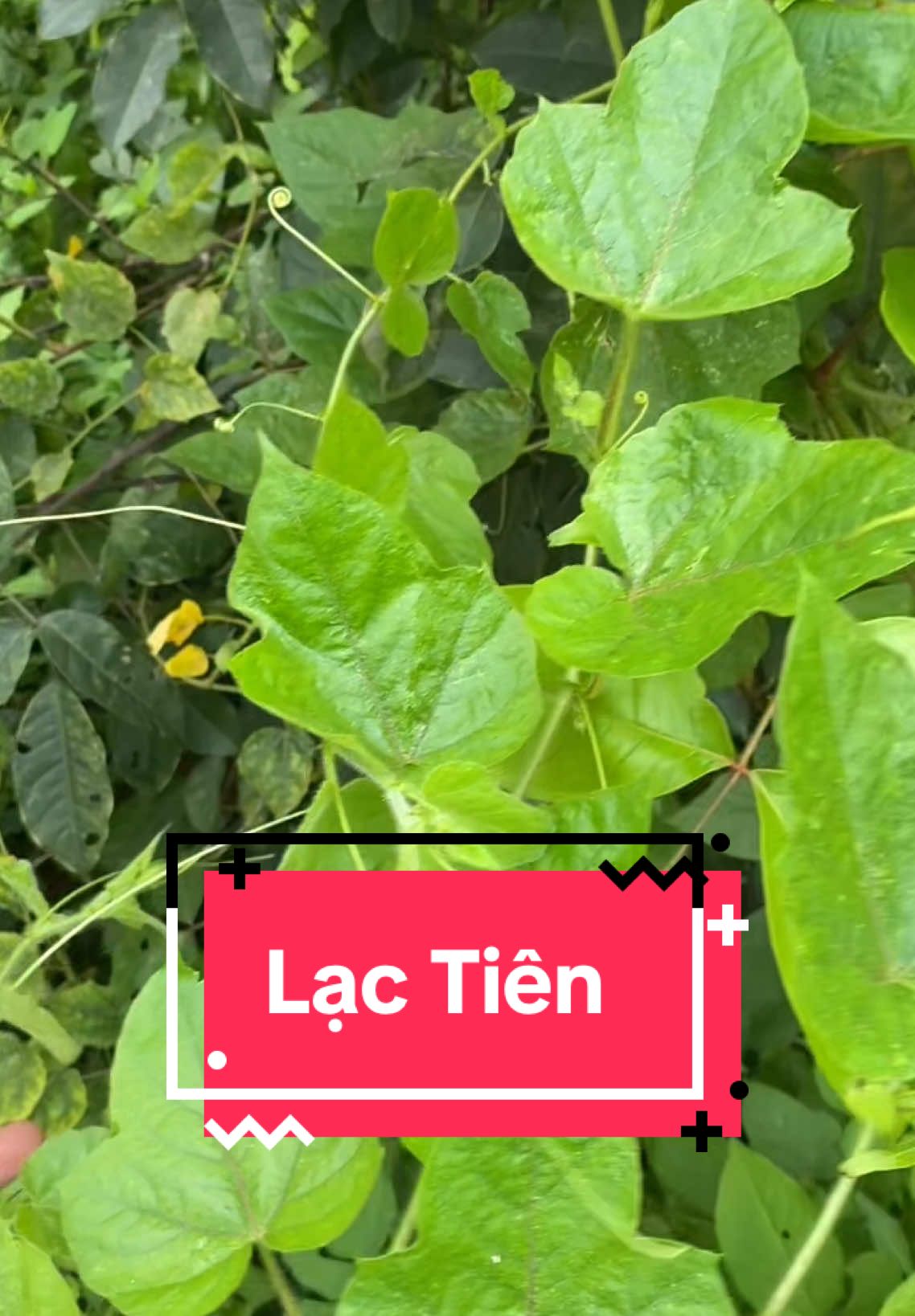 Mất Ngủ Hãy Lấy Ngay Dây Lạc Tiên Về Sử Dụng Mọi Người Nhé(mình có cây con)#langsu #matngu #ngungon #roiloantiendinh #suckhoechomoinguoi #xuhuongtiktok 
