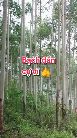 Bạch đàn cự vĩ mãi đỉnh ạ #caygiong #trungquoc 