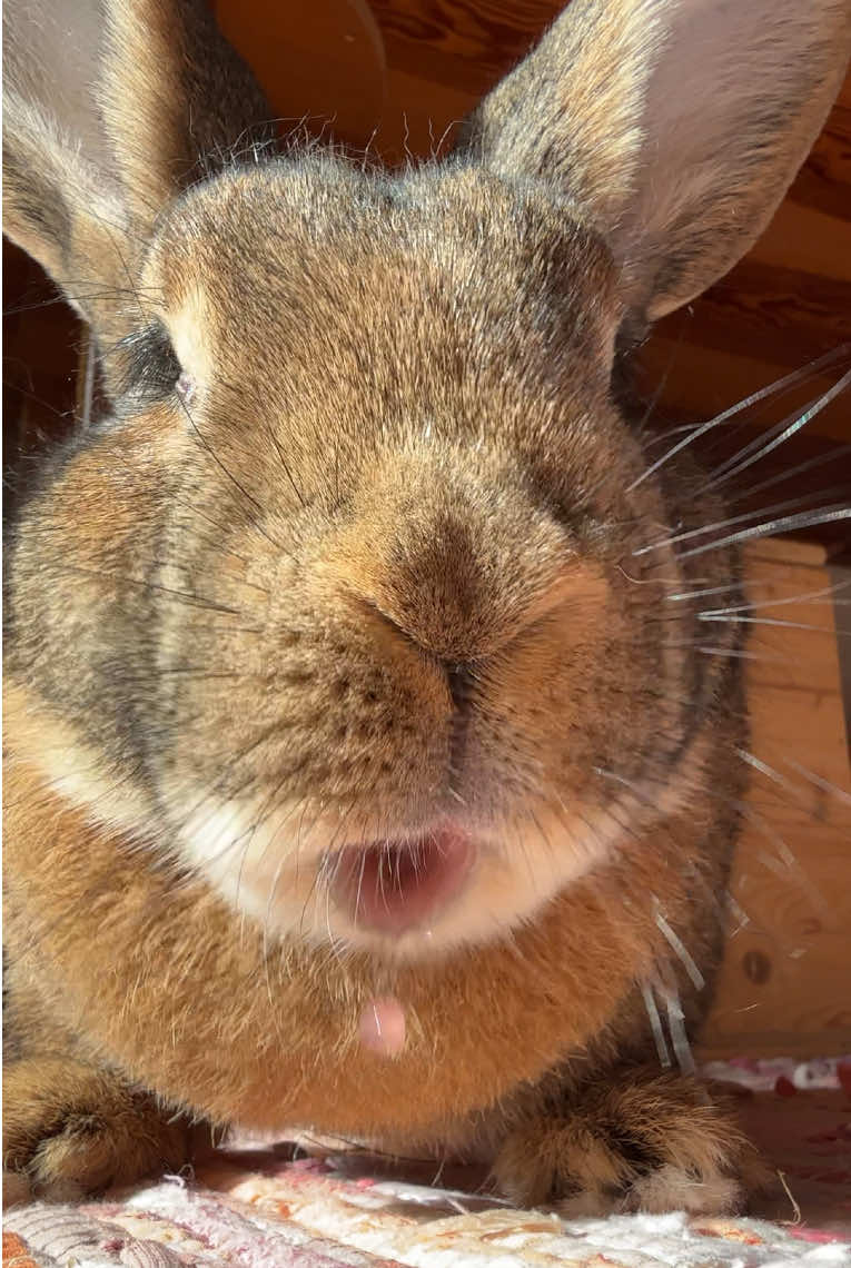 Wilma wishes you a wonderful day filled with yummy food 😋 #yummyinmytummy #grapes #fruitlover #tongueout #cutebunny #bunnies #housebunny #indoorbunny #bunniesoftiktok #bigbunny #bunnylove #chonkosaurus #kaninchenliebe #kaninchen #fyp #foryou 