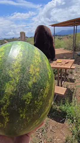If you give a bear a watermelon