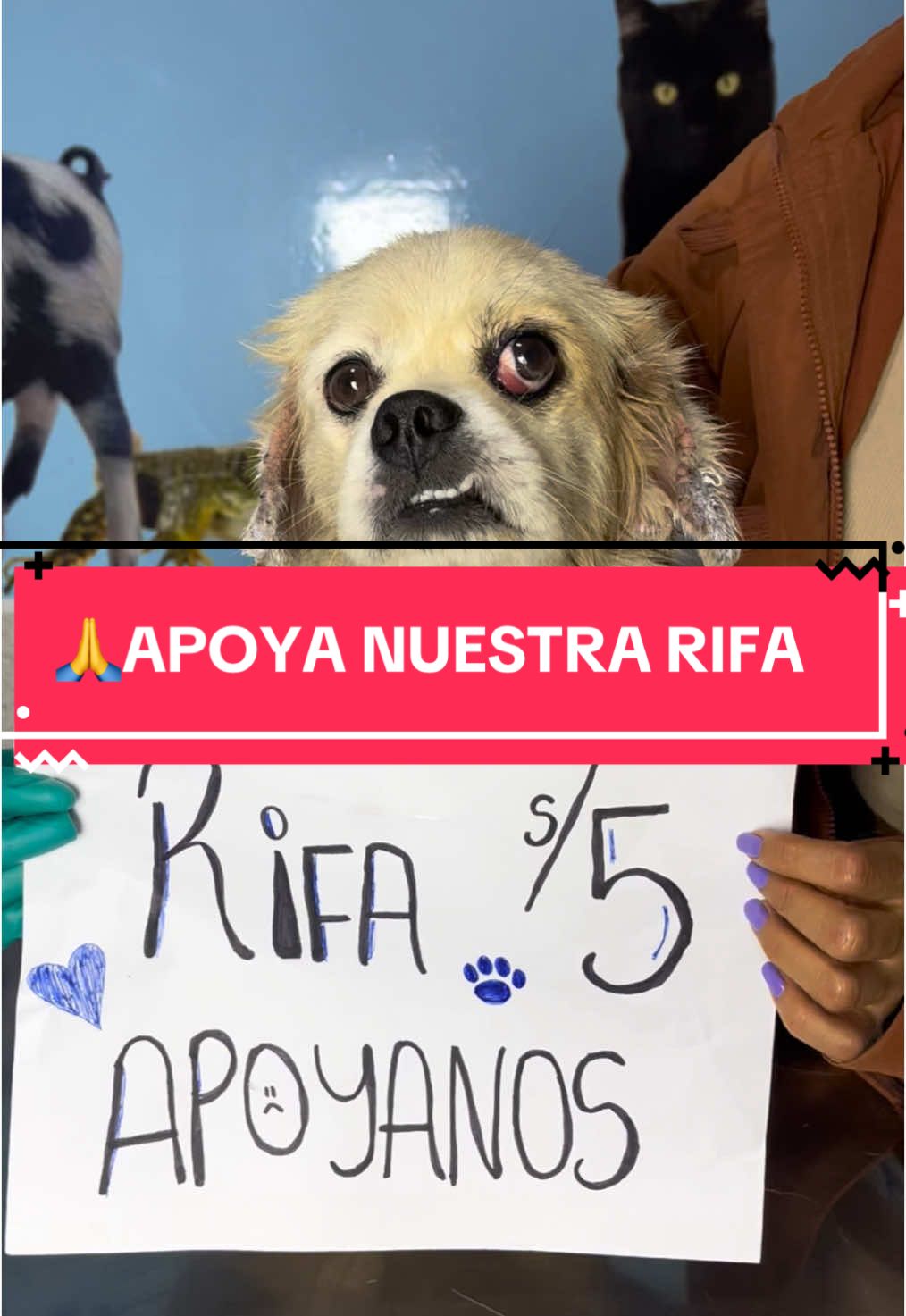 🚨Viejito y Negrita te piden que te sumes a su RIFA PRO FONDOS gastos Veterinarios🏥🐾🐾🥺❤️‍🩹🙏. Son más de 40 rescatados, muchos de ellos están en tratamiento😕 en la @Veterinaria CuraPet  . ADQUIERE TU TICKET AQUÍ 🟣📲915006956 #ayudaanimal #peru🇵🇪 #animales #rescateanimal #albergue #perros #refugio #adopta #dona #ayudaanimales #villaelsalvador #cachorro #rescuedog 
