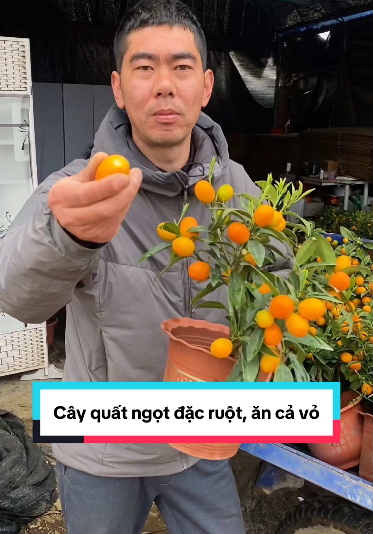 Hãy trồng cây quất ngọt( tắc thái ngọt) ngay hôm nay #kimquat🍊 #cayquatngot #kimquat #tacthaingot #quất #cayanqua #trongcay #bonsai #caygiongquyenvu #caycanh 