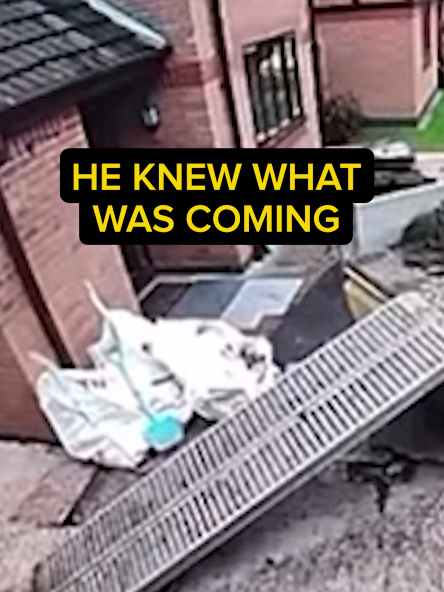 I bet that's a mouthful #fyp #fails #wheelbarrow #construction #constructionfails