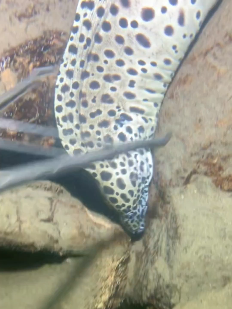 I caught a giant scheming eel on the seabed. #diving #crab #catchthesea #seafood #seaside #fish #lobster 