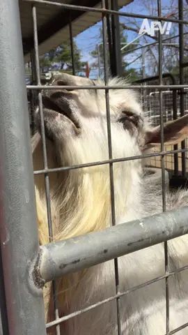 Goat's like 