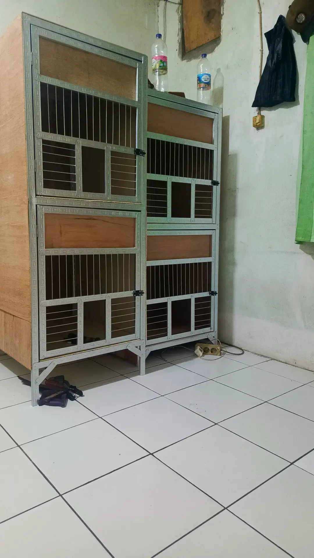 pemula #merpatikolong #fypmerpatiku #merpati 