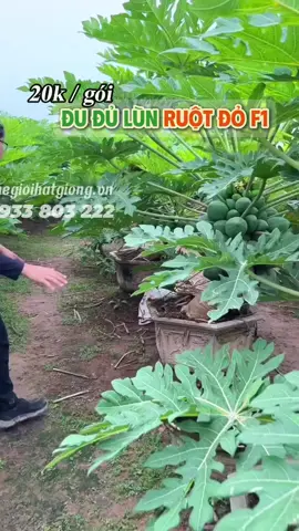 Chỉ với 20k/ gói hạt giống Chuẩn F1 các bác nhé ❤️, trồng rau sạch ngay đi các bác🔥