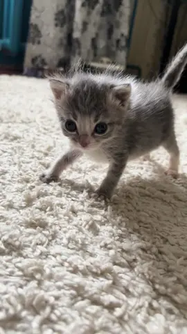 #cat 