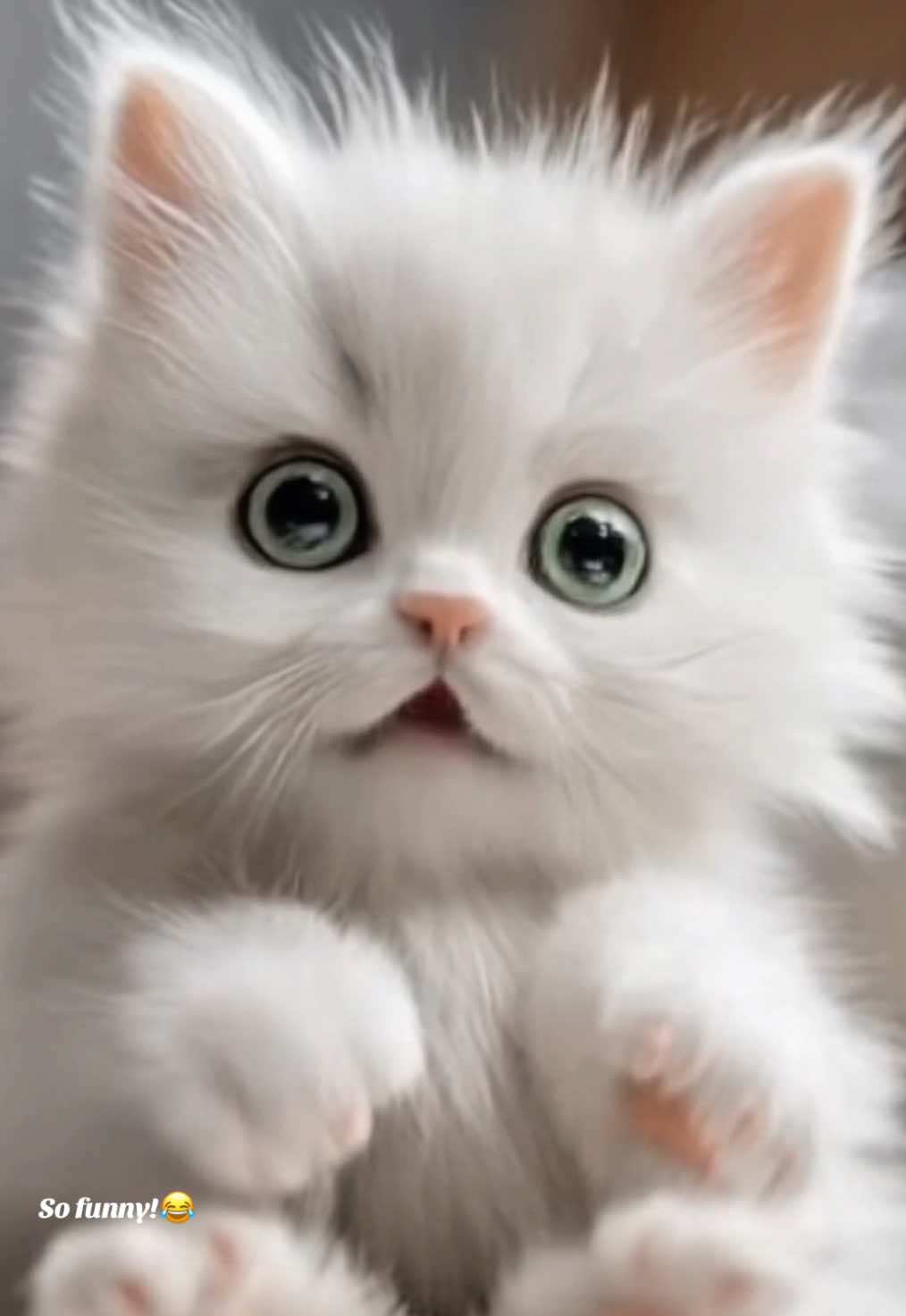 Hilarious baby cat will make you laugh out loud! 😂🤣 Adorable talking kitten. #lipsync #kitten #cute #babycat #catlover 