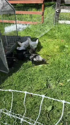 A good rooster is the first to explore new areas and make sure his hends are safe. Huckleberry came out of the run first and has been communicating with the hens. He is also watching for danger. This is the first time they have been out of their run. I will slowly acclimate them to free ranging, if I feel it is appropriate. #chicken #chickens #rooster #roosters #chickentok #farm #farmlife #freerangechickens #chickensoftiktok #roostersoftiktok 