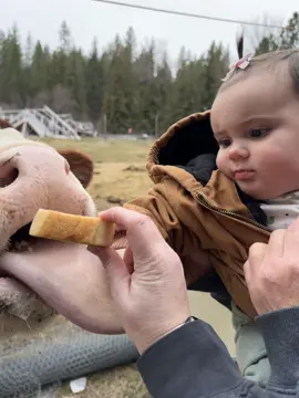 Watch the cow swallow her arm 😂🐮  #fyp #daughter #girlmom #cowbait #baby #MomsofTikTok #cow 