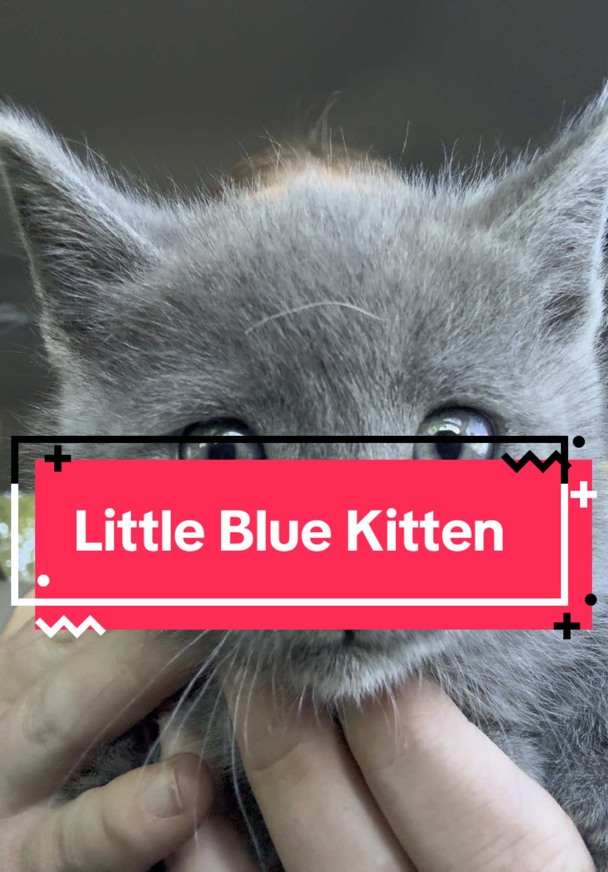 You’re welcome.  #kitten #cat #badday #fyyppp #cute #cutekitty #bluekitten #kittycatsoftiktok 
